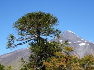 165 0013 Chile - Fahrt nach Aluminé - Argentina - Volcan Lanin